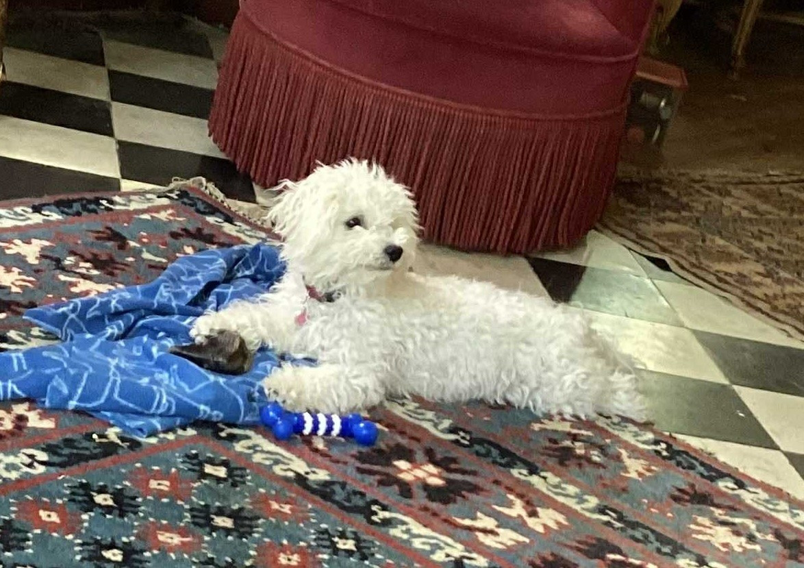 Umbria du royaume des Fluffy