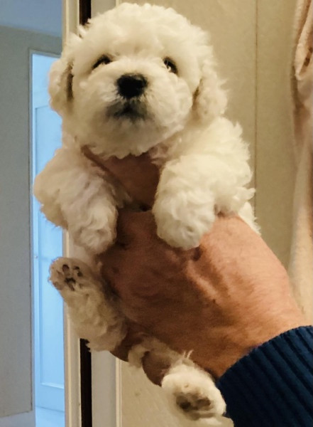 Le Royaume Des Fluffy - Adorables bébés 3femelles et 2 mâles