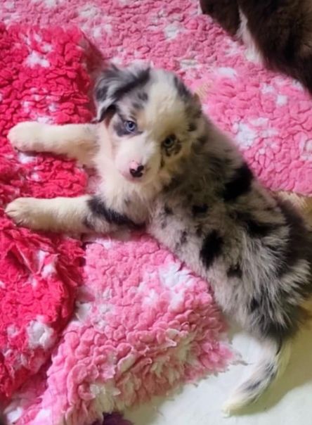 Le Royaume Des Fluffy - Chiots disponibles - Berger Américain Miniature 