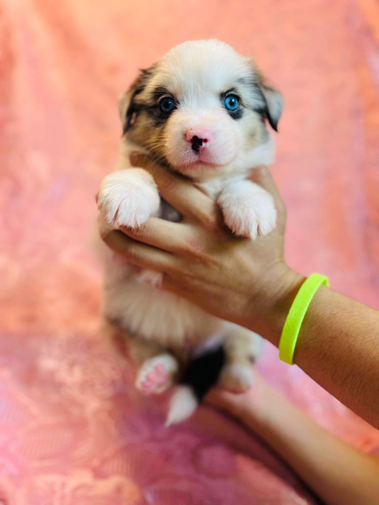 Le Royaume Des Fluffy - Chiots disponibles - Berger Américain Miniature 