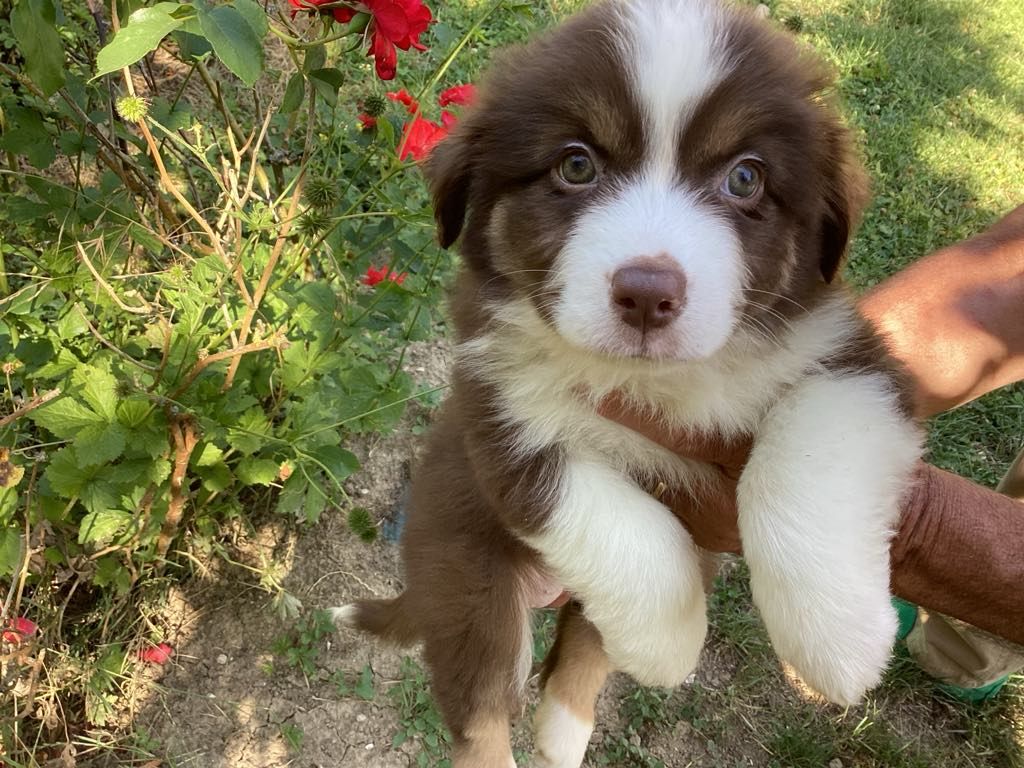 Le Royaume Des Fluffy - Chiots disponibles - Berger Américain Miniature 