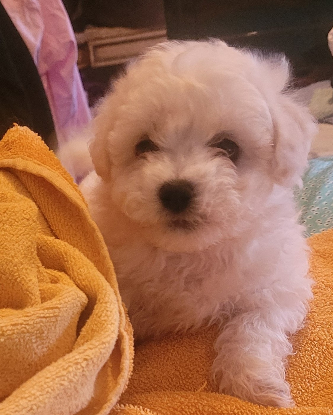 Le Royaume Des Fluffy - Chiots disponibles - Bichon Frise