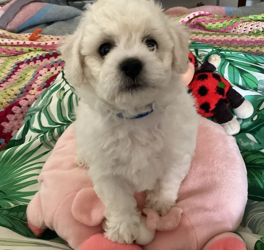 Le Royaume Des Fluffy - Chiots disponibles - Bichon Frise