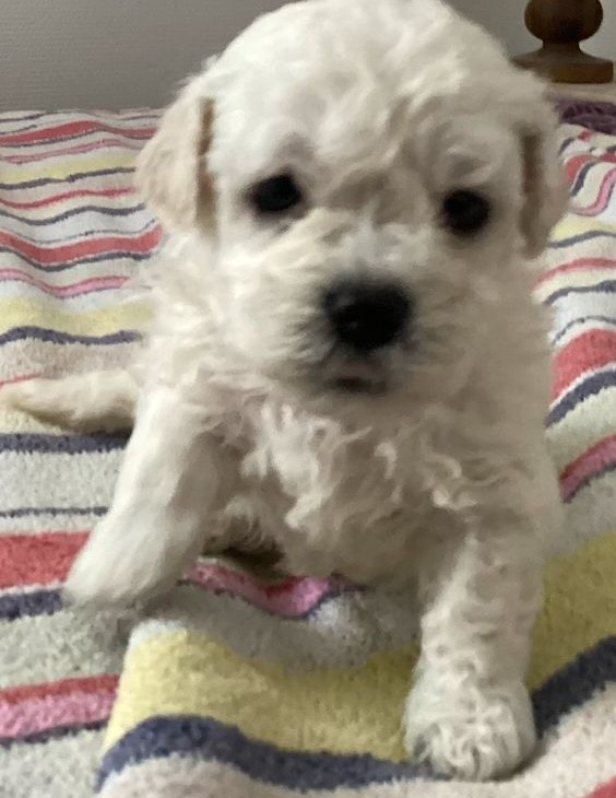 Le Royaume Des Fluffy - Chiots disponibles - Bichon Frise