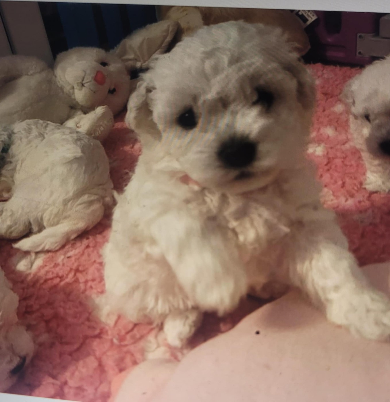 Le Royaume Des Fluffy - Chiots disponibles - Bichon Frise