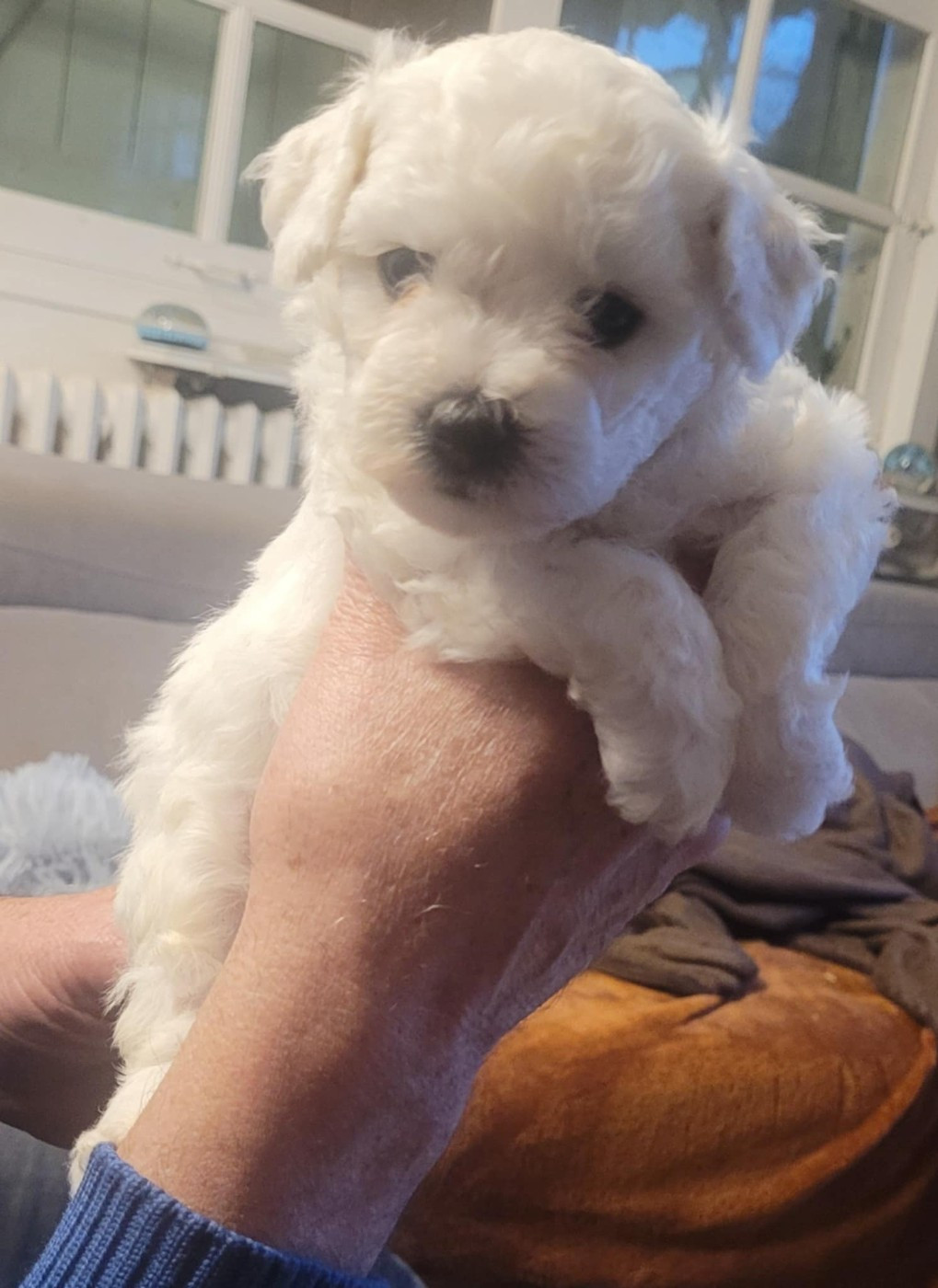 Le Royaume Des Fluffy - Chiots disponibles - Bichon Frise
