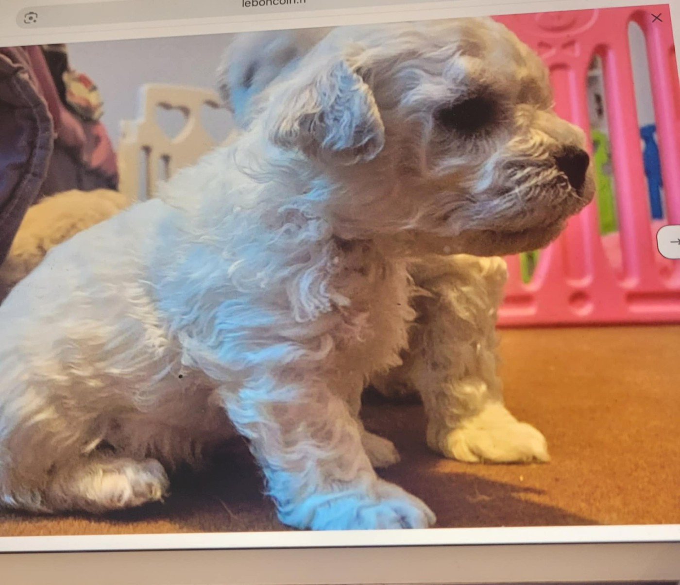 Le Royaume Des Fluffy - Chiots disponibles - Bichon Frise