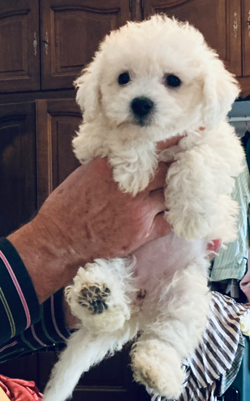 Le Royaume Des Fluffy - Chiots disponibles - Bichon Frise