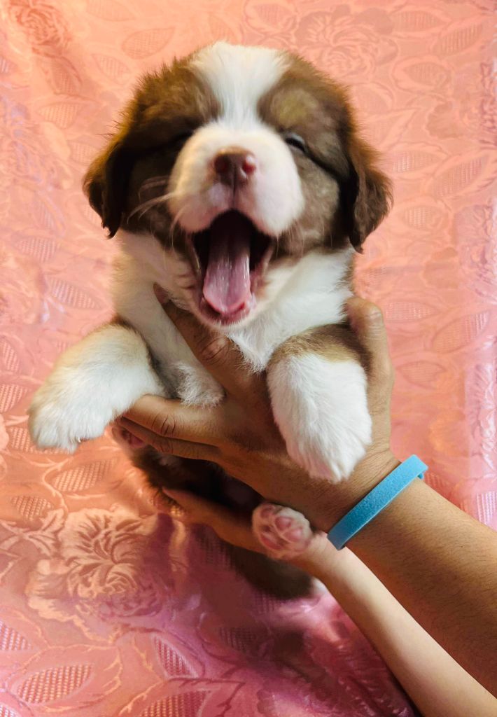 Le Royaume Des Fluffy - Chiots disponibles - Berger Américain Miniature 