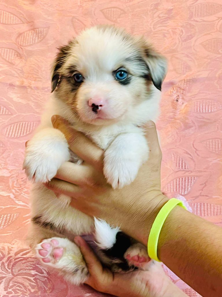 Le Royaume Des Fluffy - Chiots disponibles - Berger Américain Miniature 