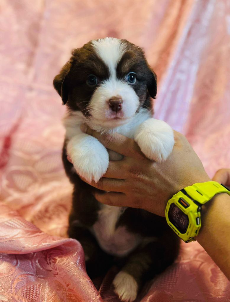 Le Royaume Des Fluffy - Chiots disponibles - Berger Américain Miniature 