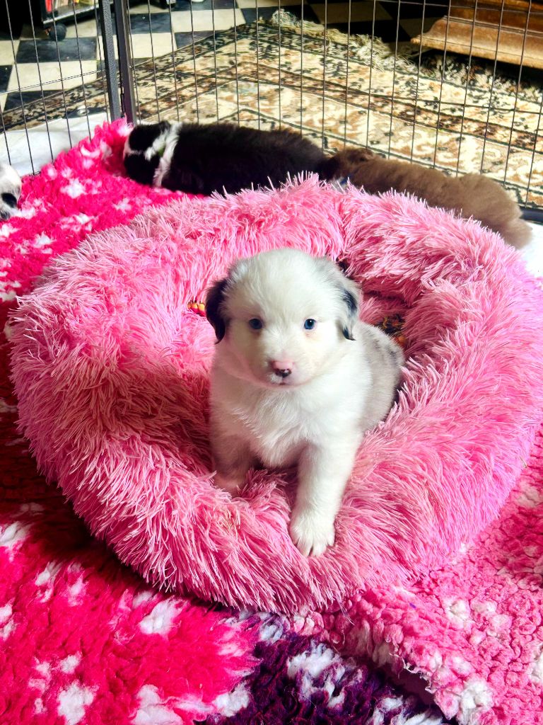 Le Royaume Des Fluffy - Chiots disponibles - Berger Américain Miniature 