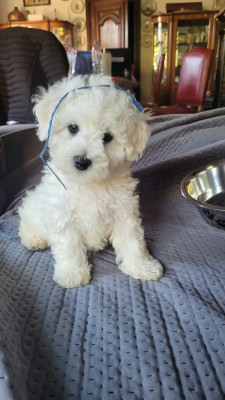 Buddy