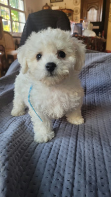 Bella