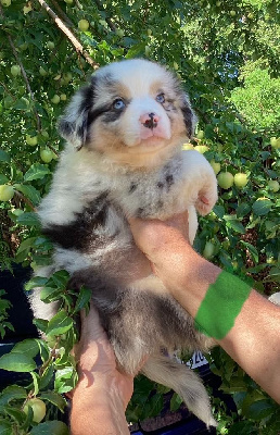 CHIOT 4
