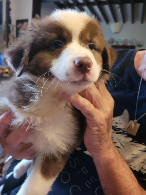 CHIOT 3
