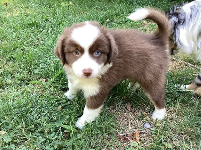 CHIOT 5