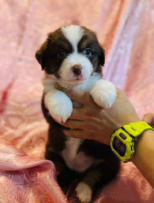 CHIOT 1