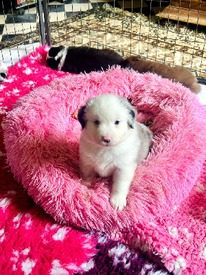 CHIOT 4