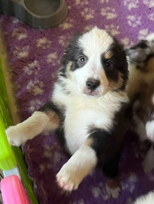 CHIOT 2