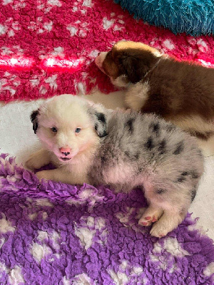 CHIOT 7