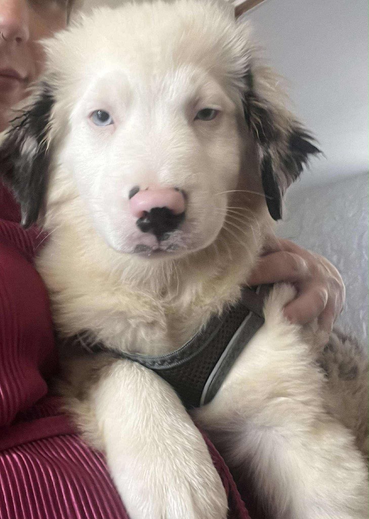 Le Royaume Des Fluffy - Chiots disponibles - Berger Américain Miniature 