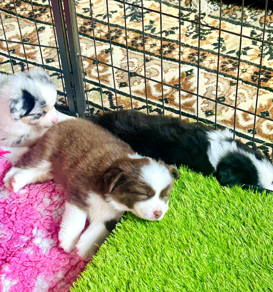 Le Royaume Des Fluffy - Chiots disponibles - Berger Américain Miniature 